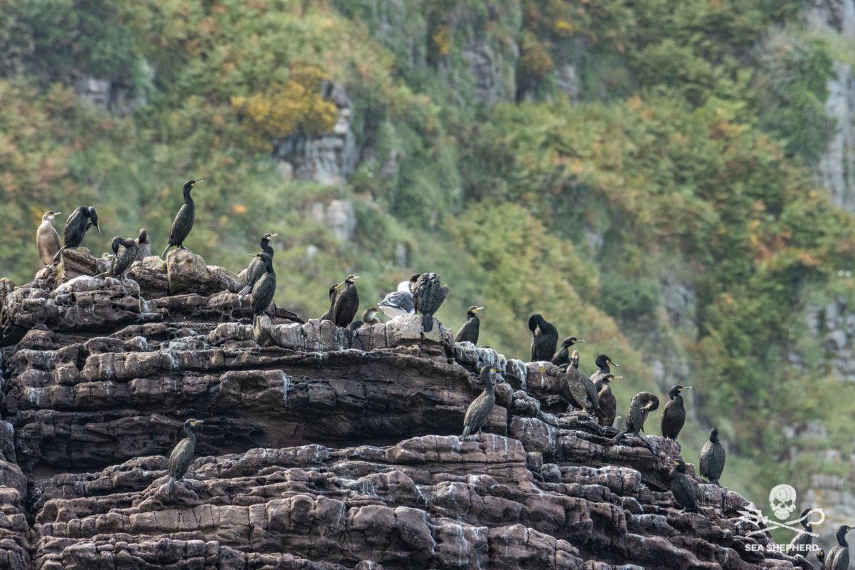 Oiseaux marins au Cap Frehel