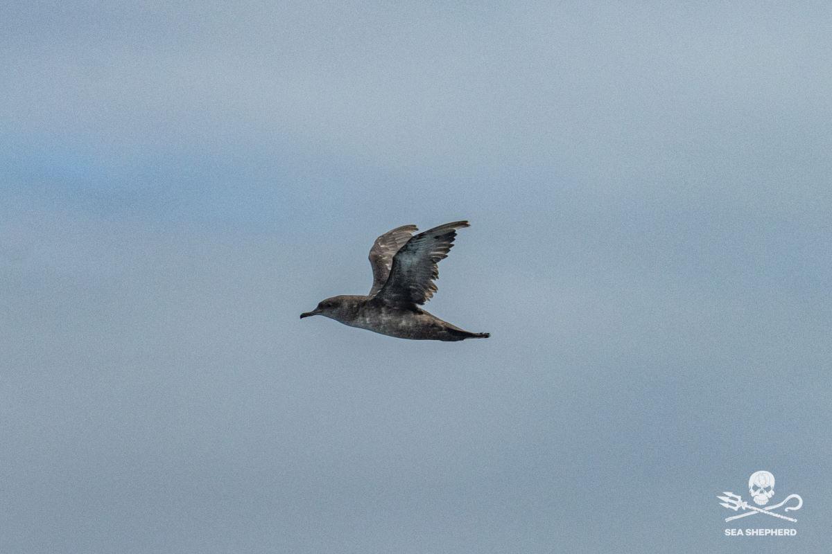 balearic shearwater in Saint-Brieuc bay