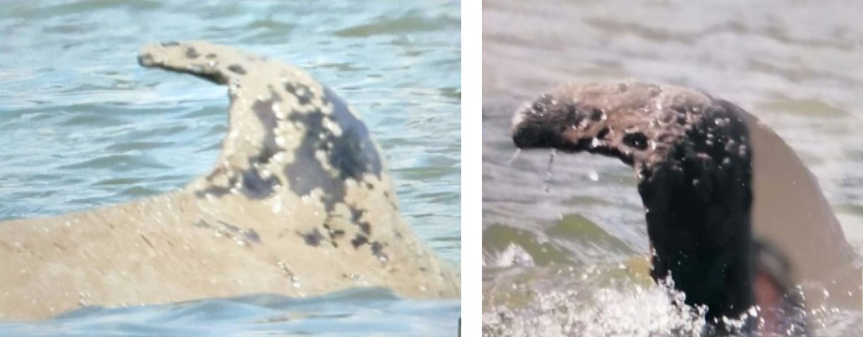 Orque affaiblie rouen