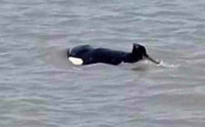 Orque Pont de Normandie association