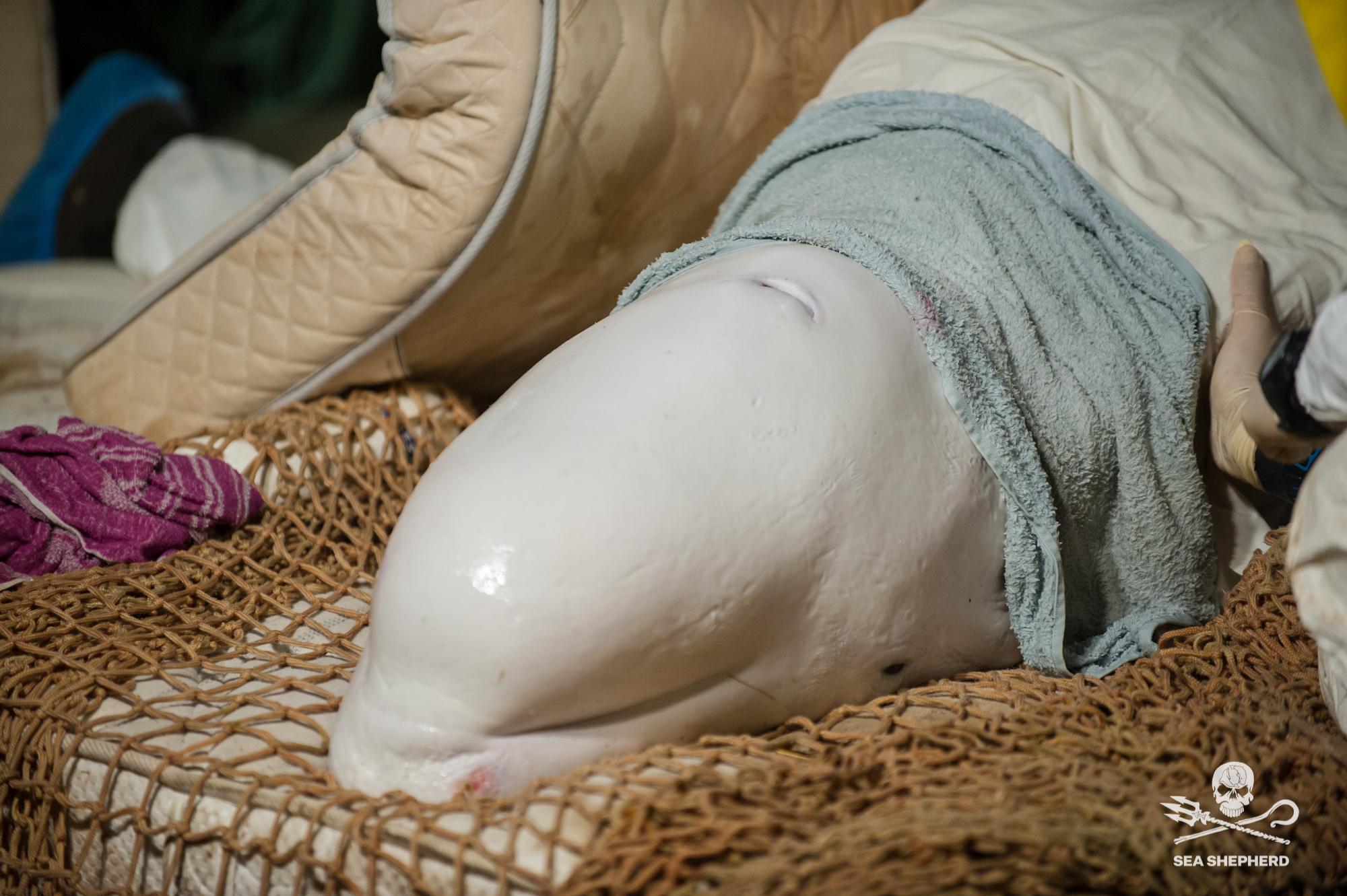 beluga rouen association