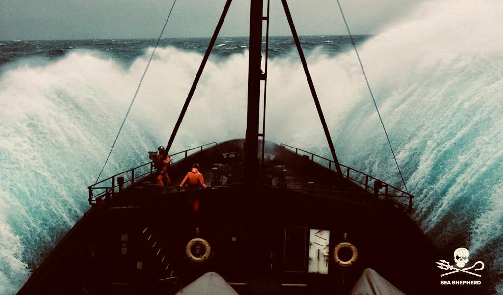 paul watson demission sea shepherd