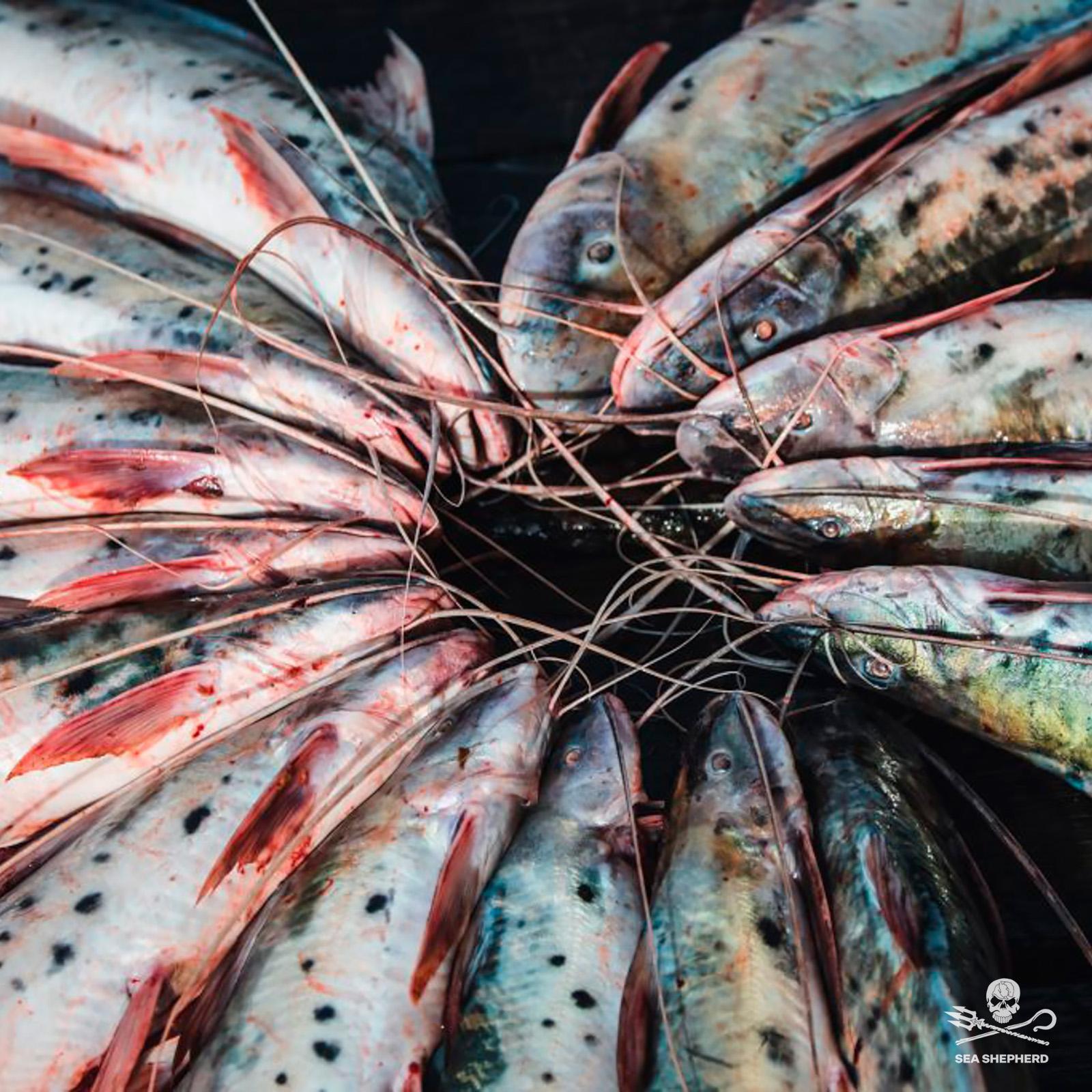  Piracatingas pêchés illégalement et destinés à la vente en Colombie