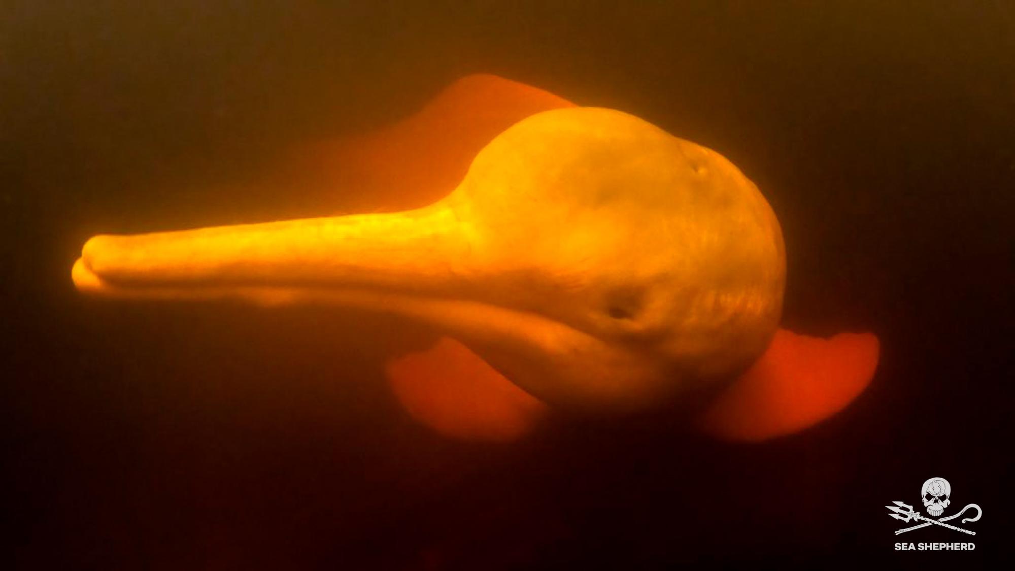 paul watson demission sea shepherd