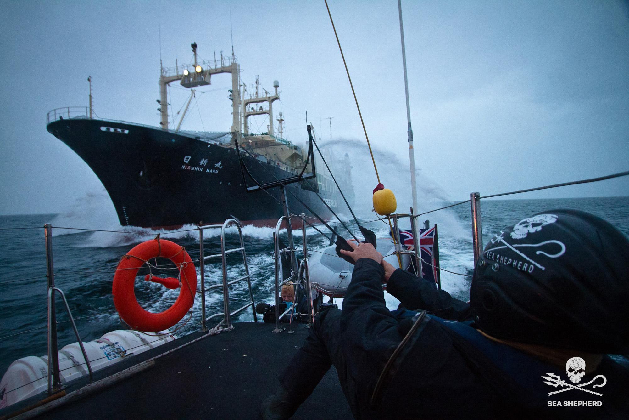 Exposition de dauphins morts