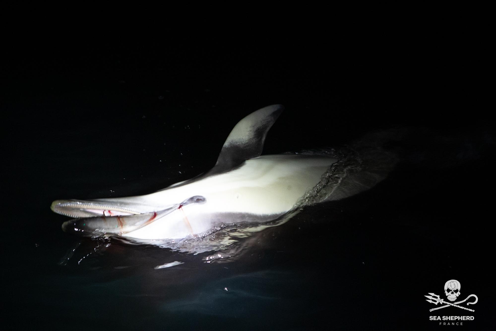Dauphin mort flottant dans l'eau