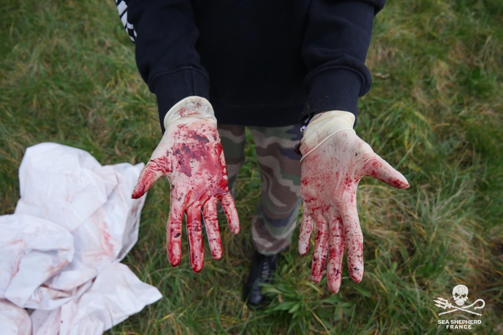 Sang de dauphin sur les mains