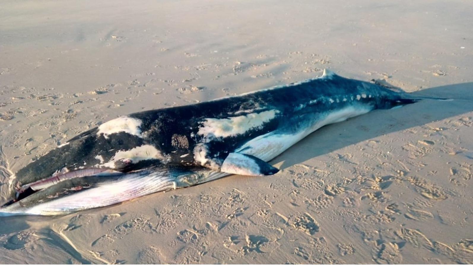 baleineau-martinique