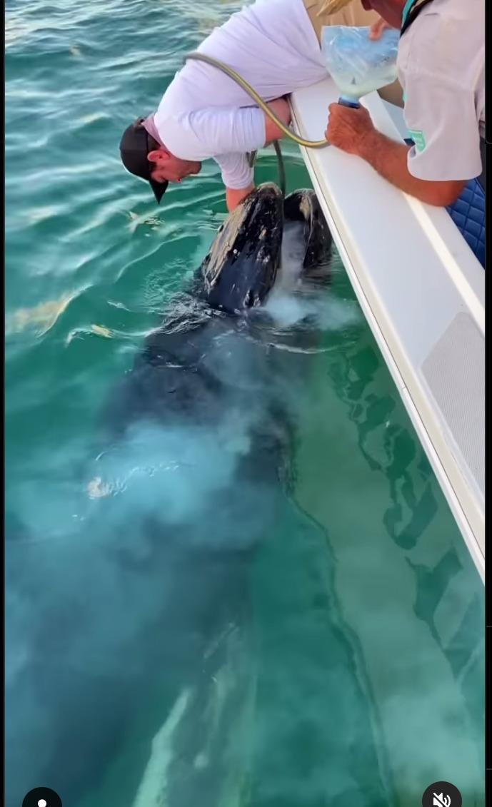 baleineau-martinique