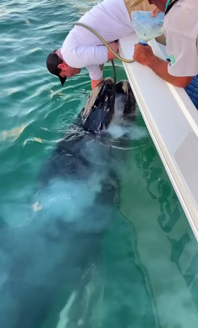 baleineau-martinique