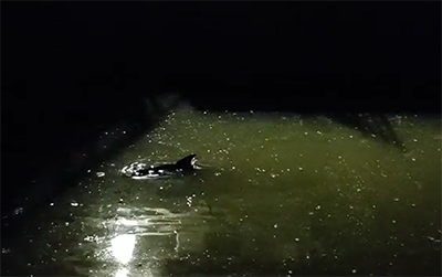 dauphin morlaix signalements