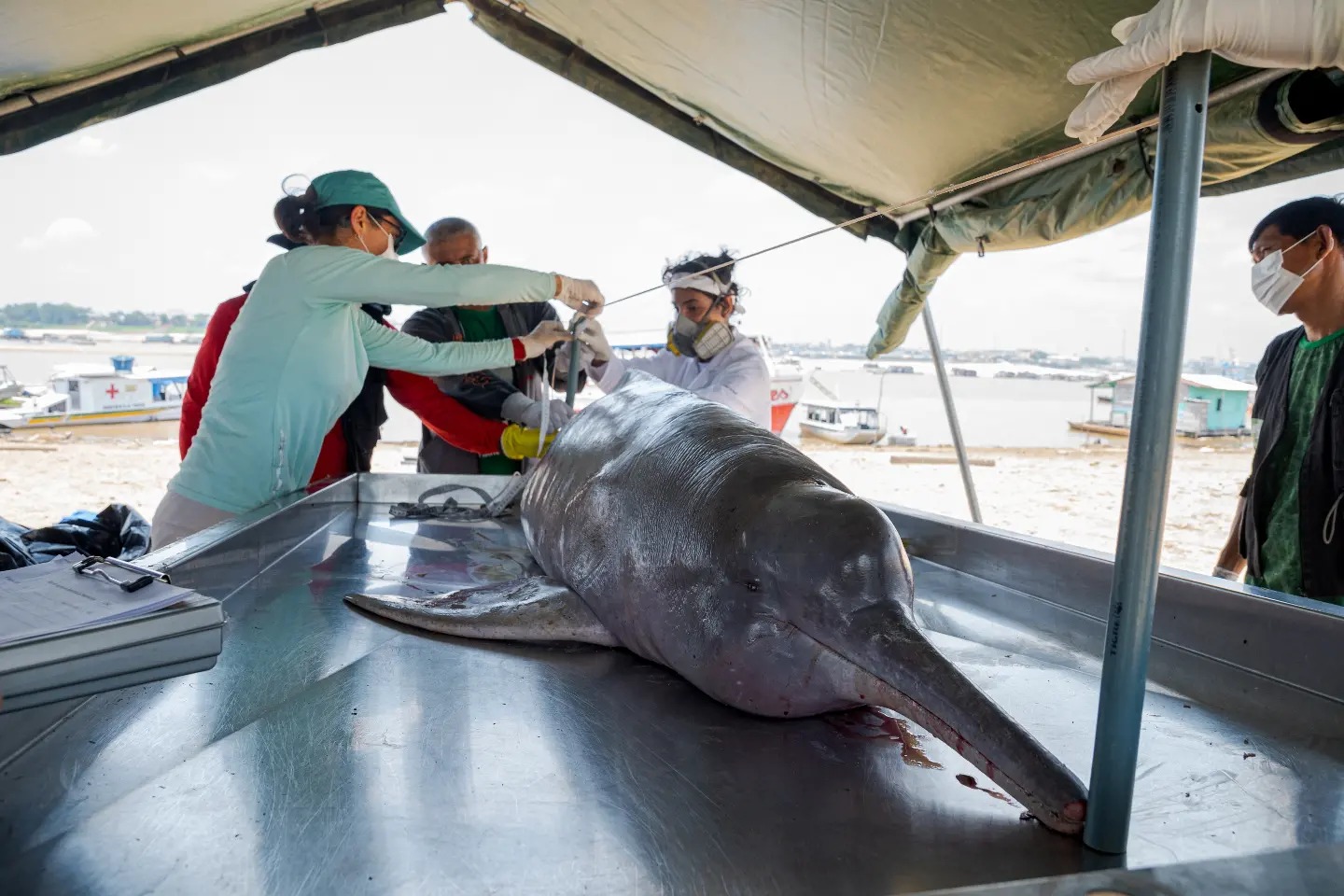 dauphins roses amazonie