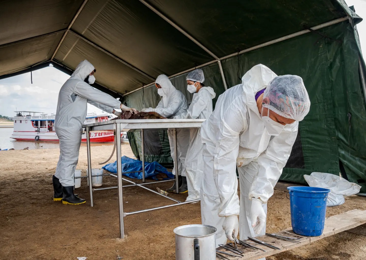 dauphins roses amazonie