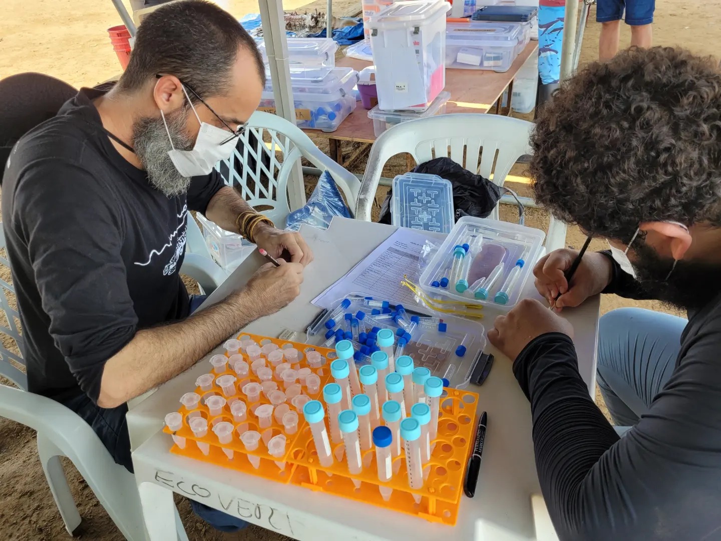 dauphins roses amazonie