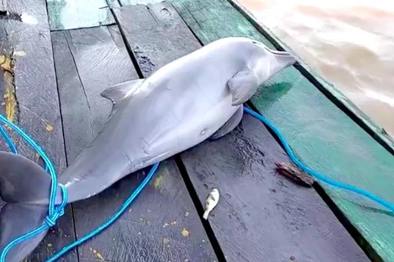 dauphins roses amazonie