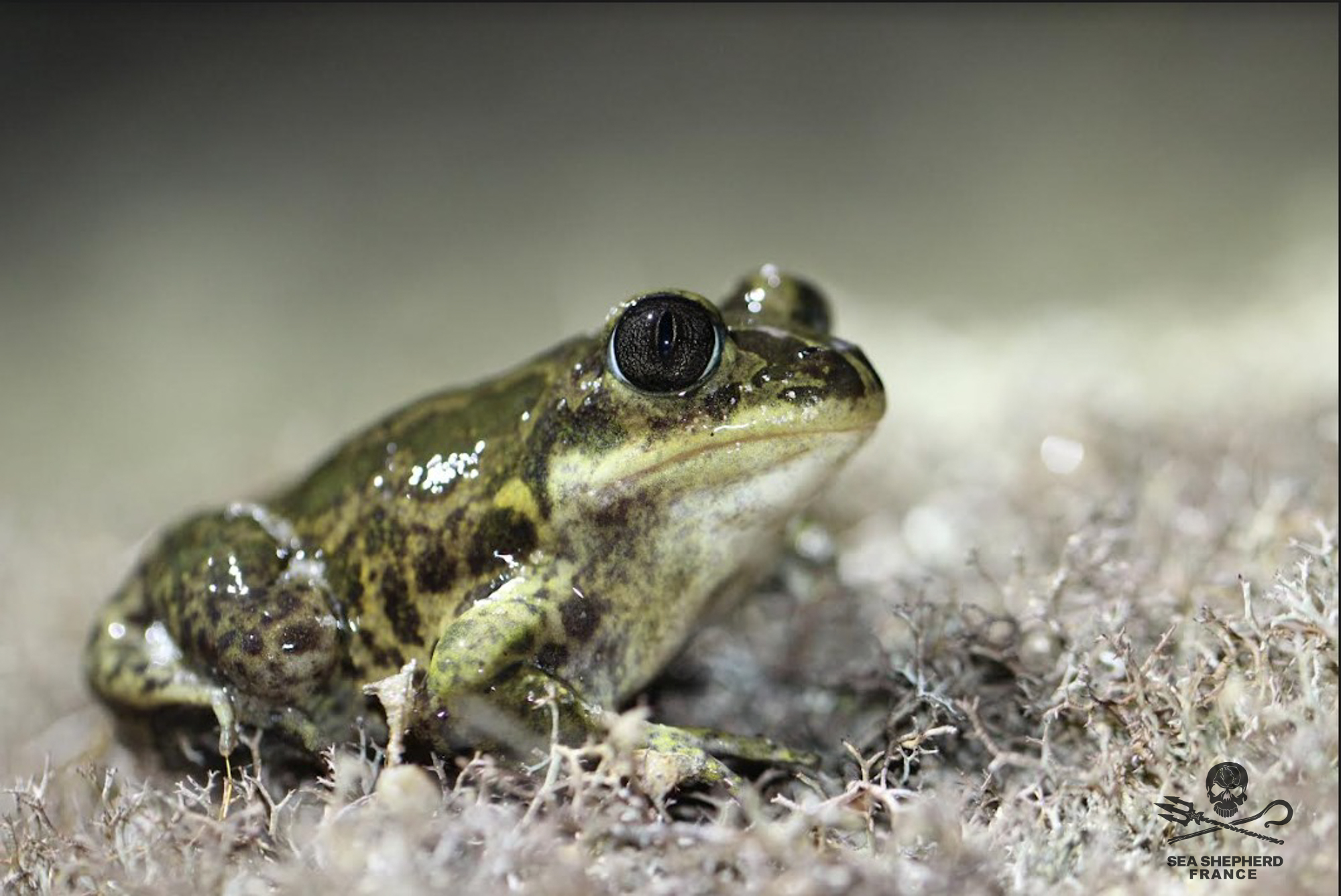 Pélobate cultripède