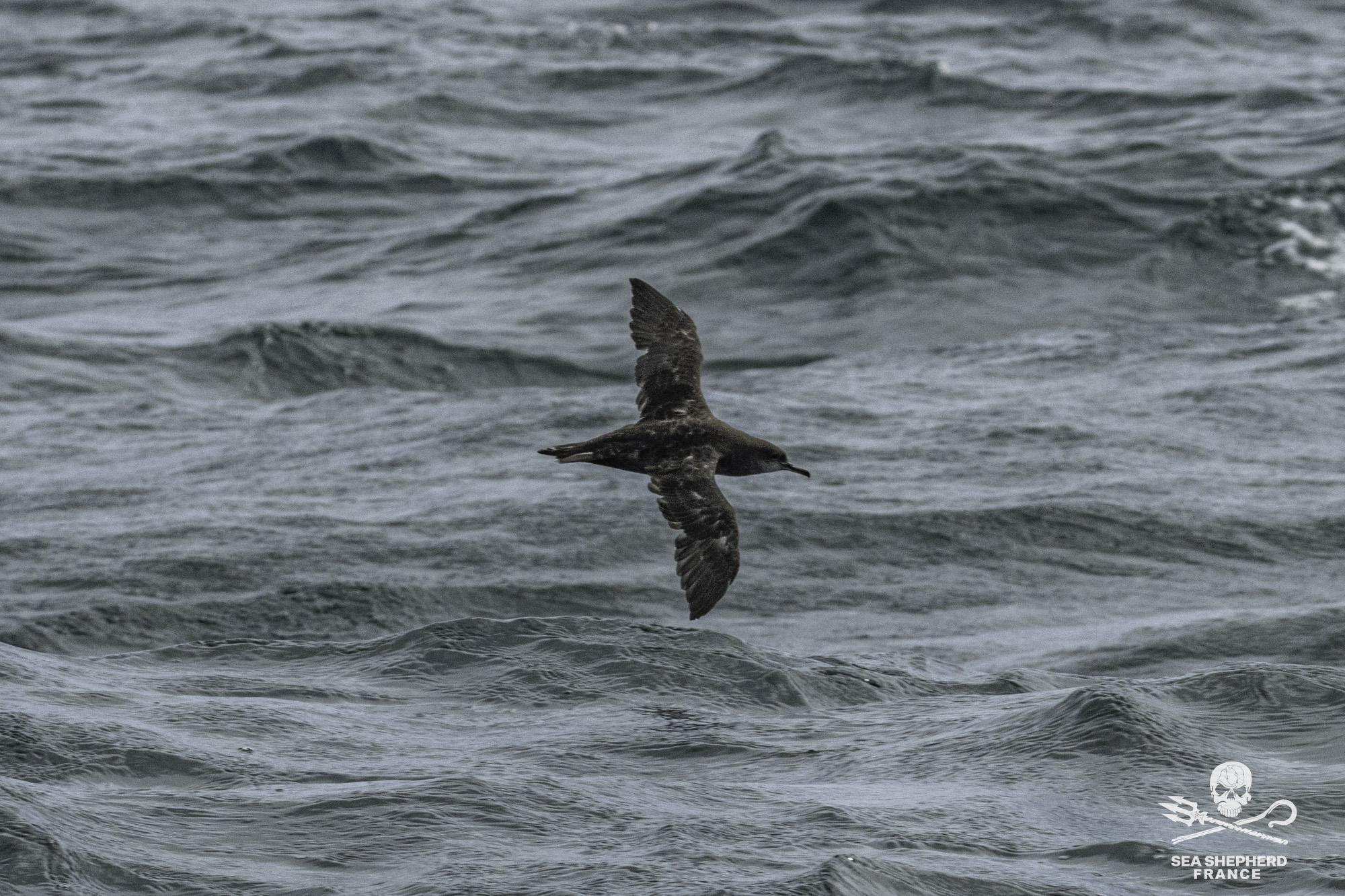 eolien en mer puffin des baléares