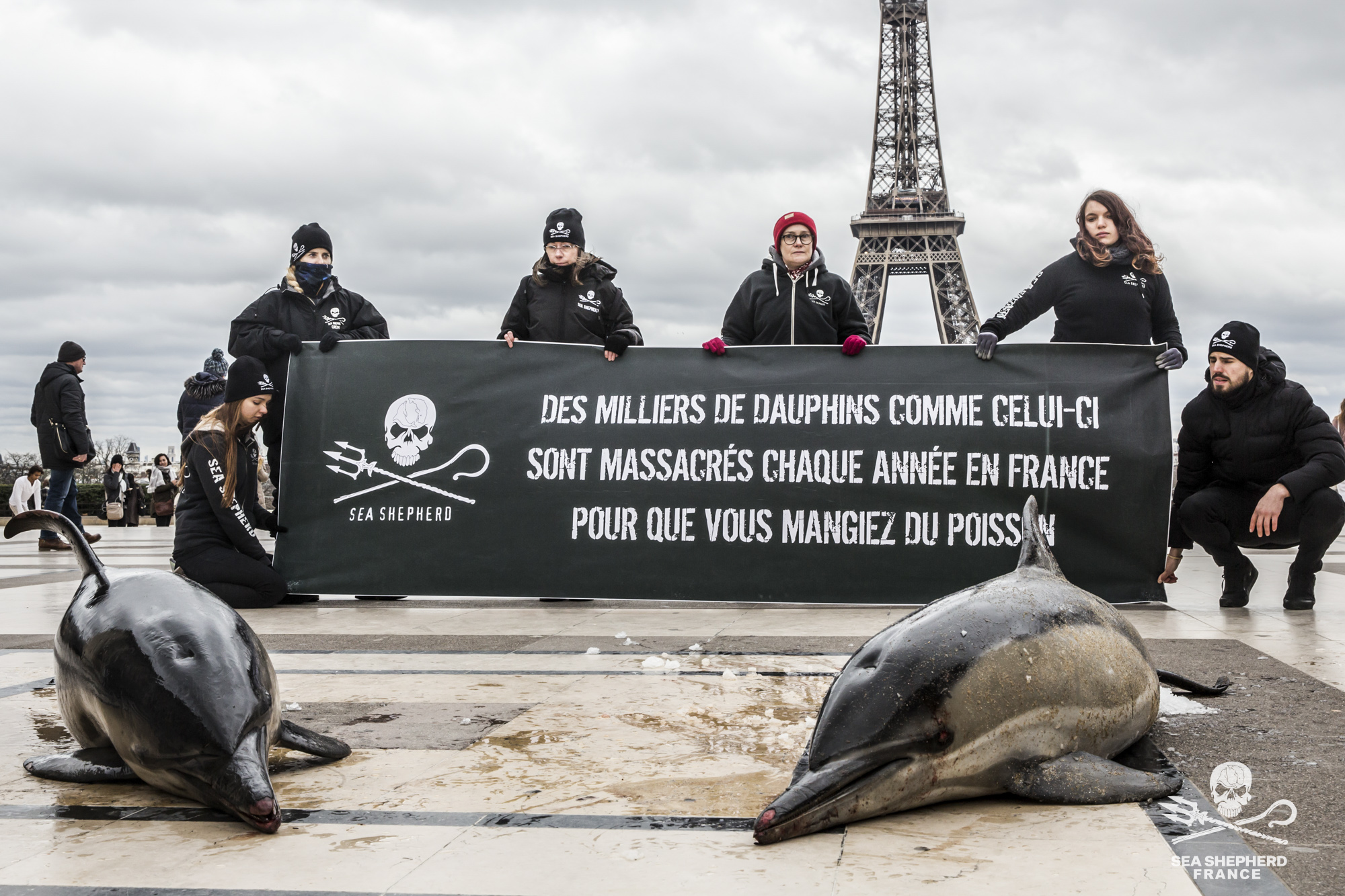 Dauphins captures fermetures