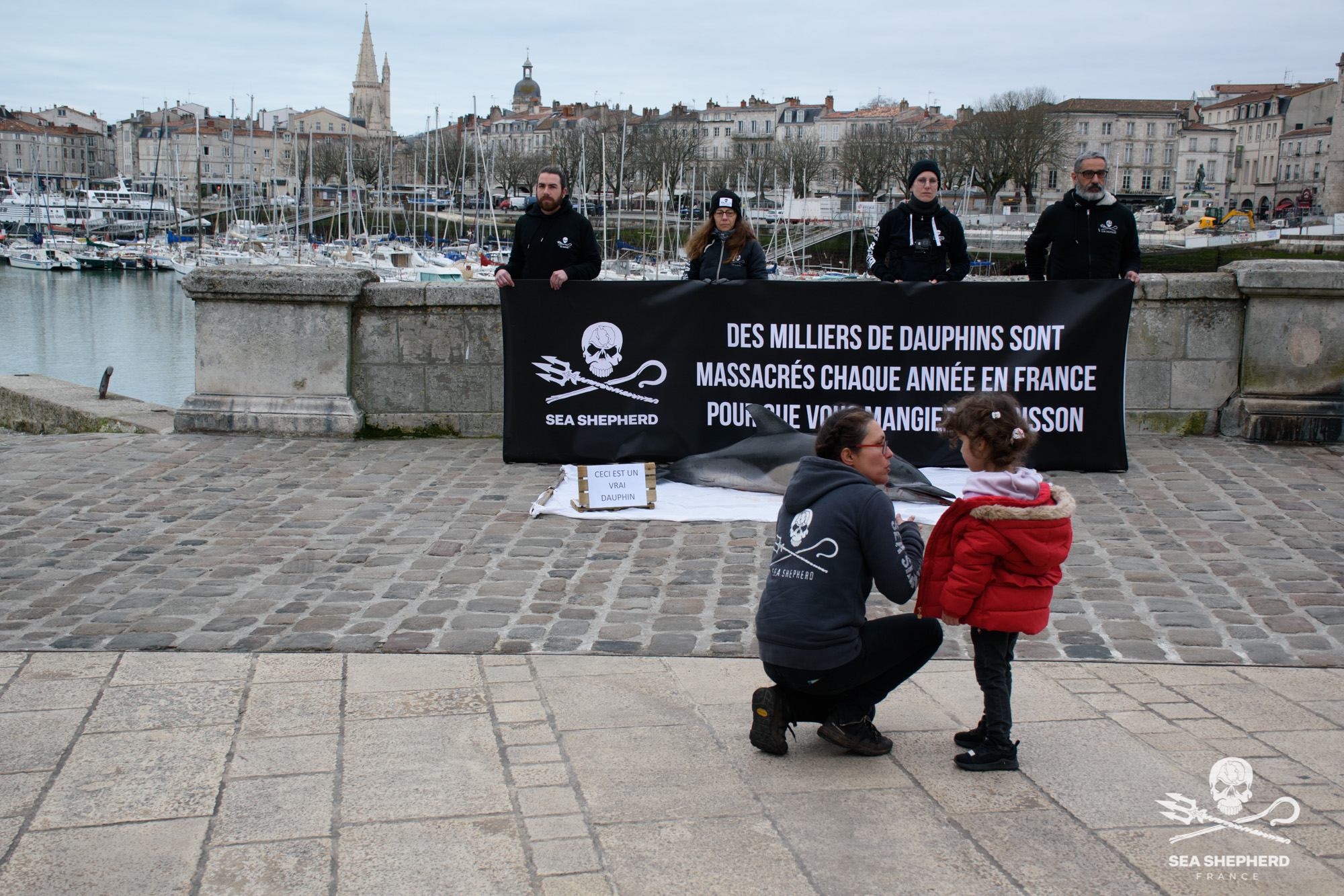 Dauphins captures fermetures