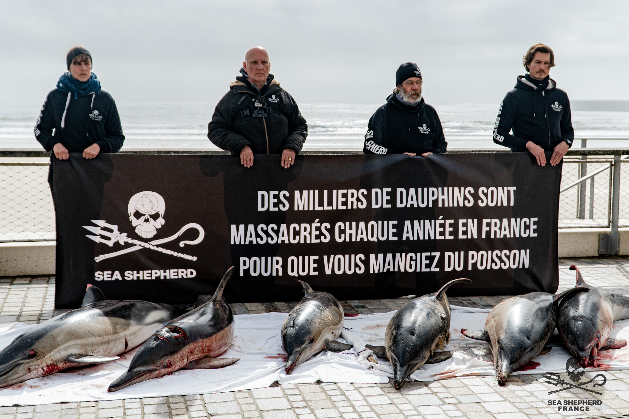 Dauphins captures fermetures