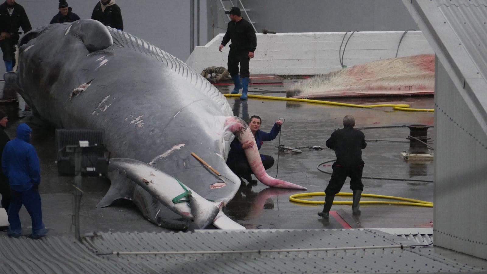 islande chasse baleinière pastoureau