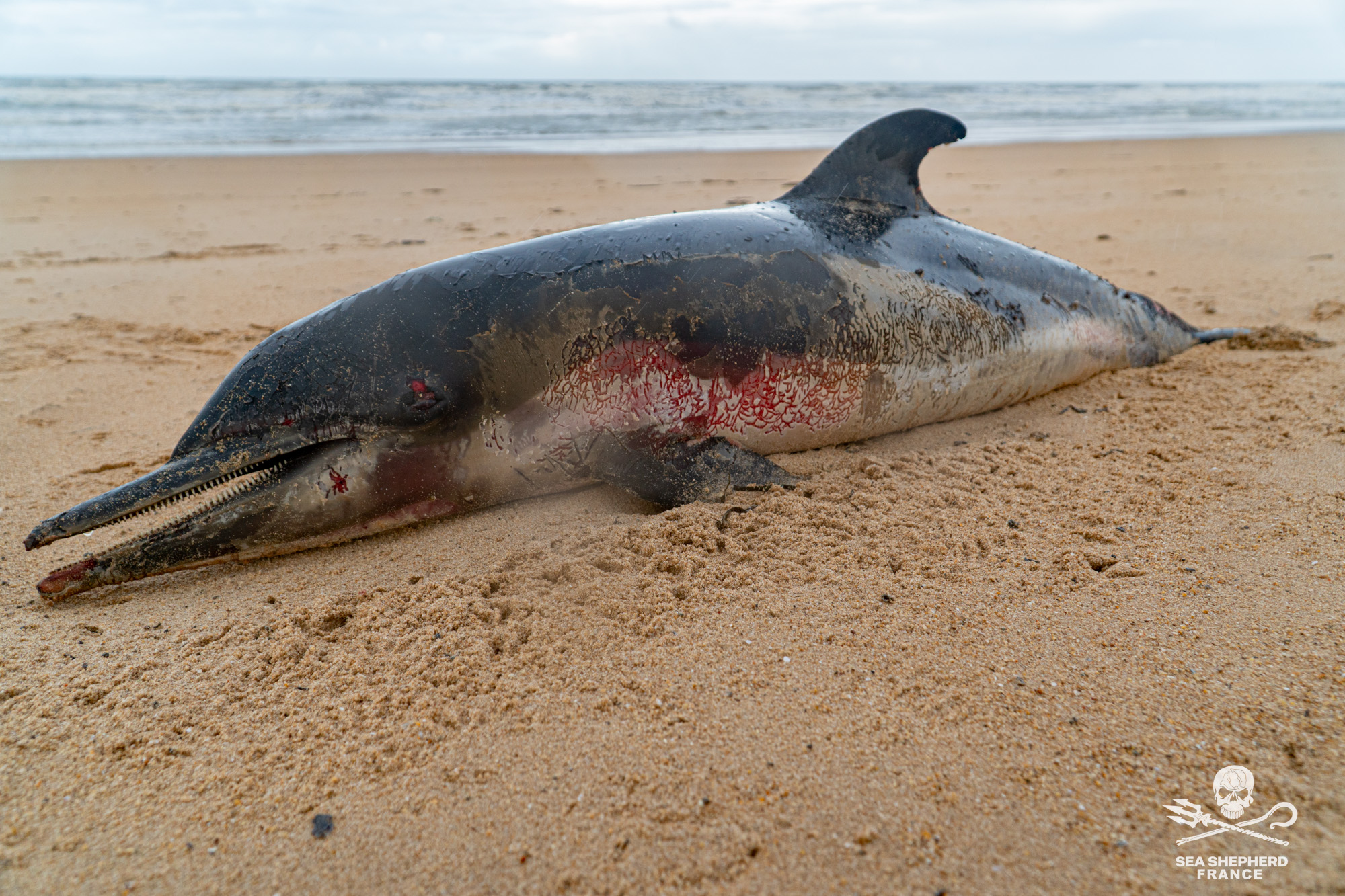 captures dauphins échoués