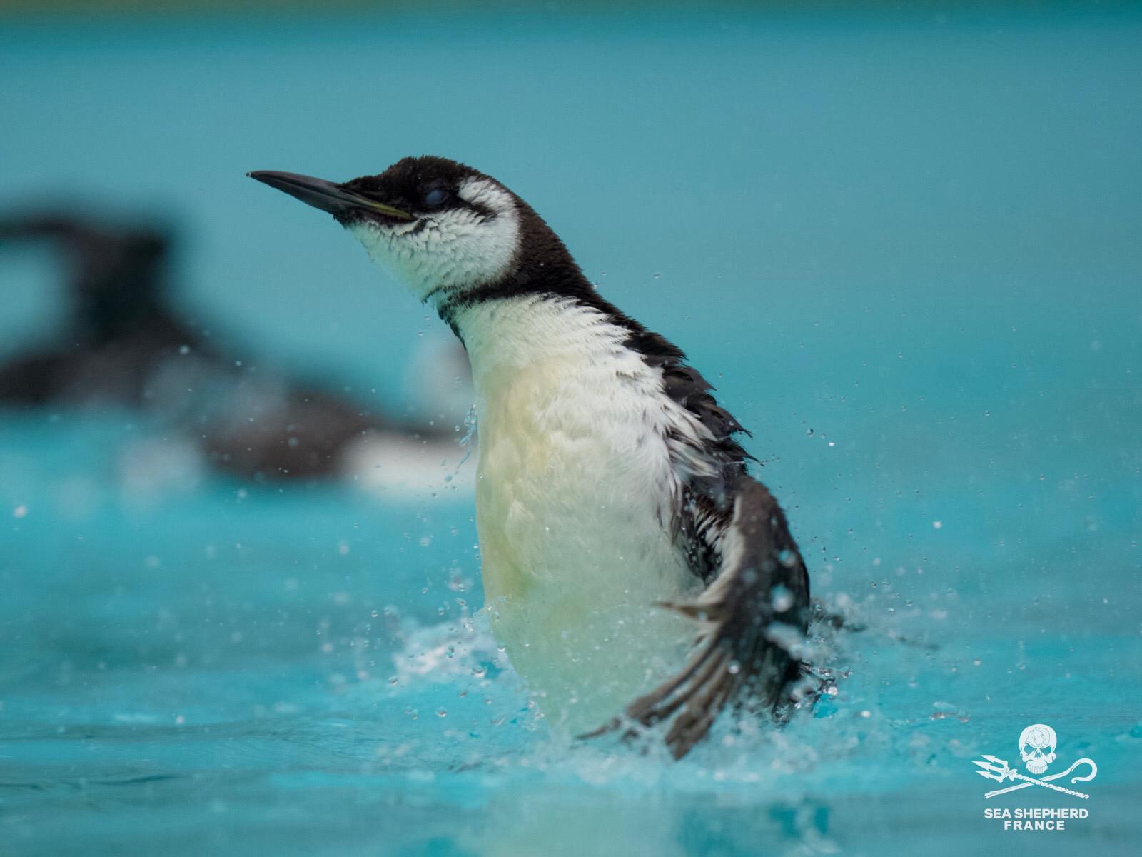 Guillemots Sea Shepherd Rescue échouages