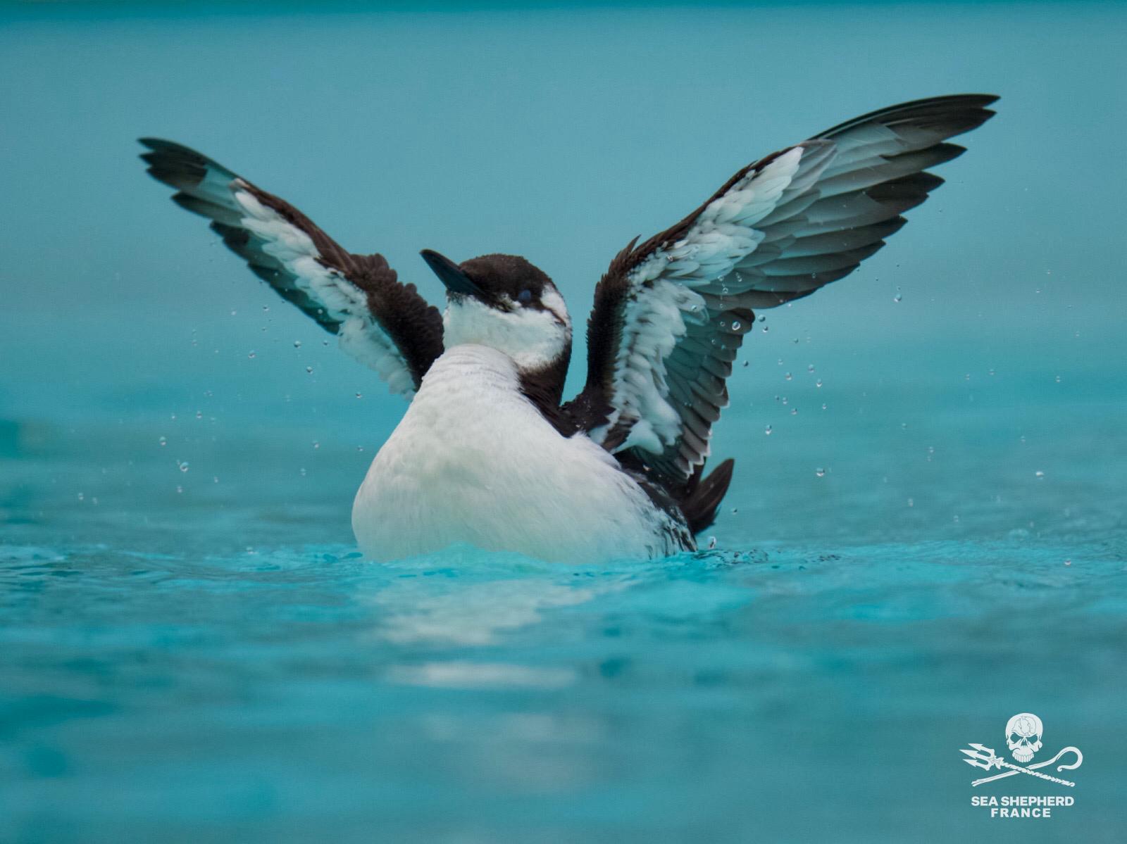 Guillemots Sea Shepherd Rescue échouages