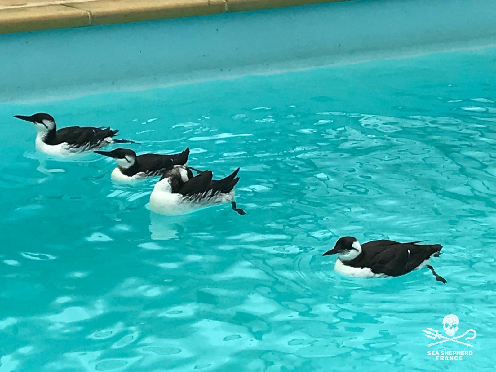 Guillemots Sea Shepherd Rescue échouages