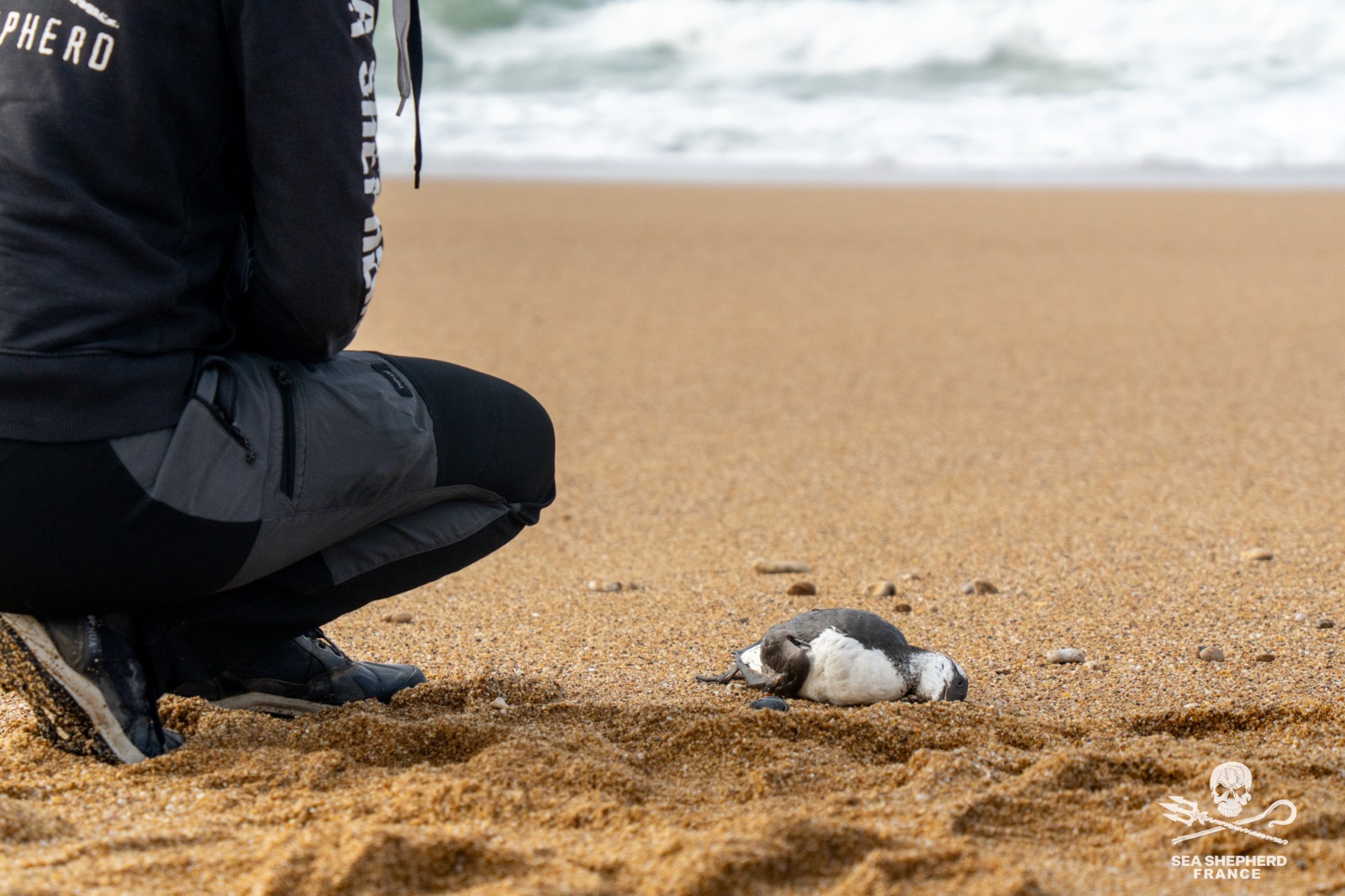 Guillemots Sea Shepherd Rescue échouages