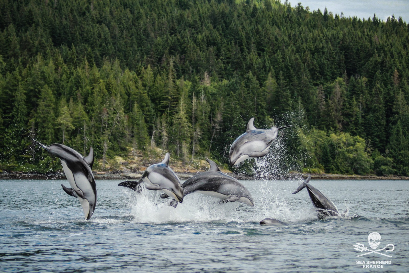 coalition océan ONGs Sea Shepherd