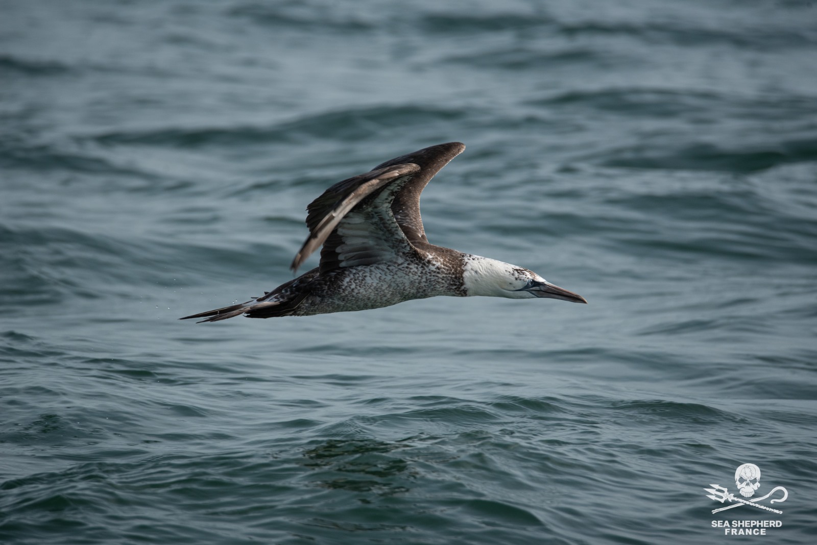 coalition océan ONGs Sea Shepherd