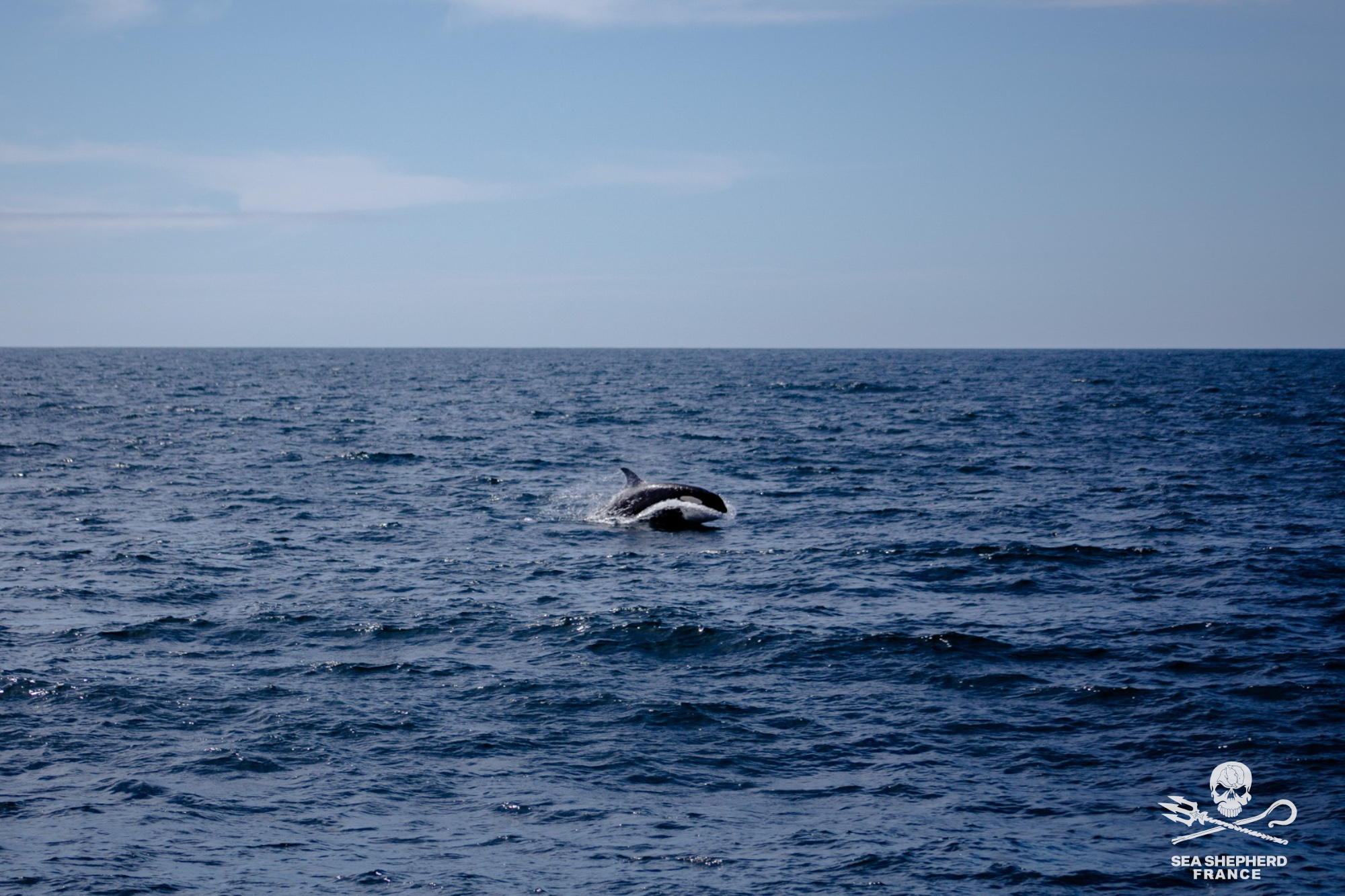 Save the Iberian Orcas Orques