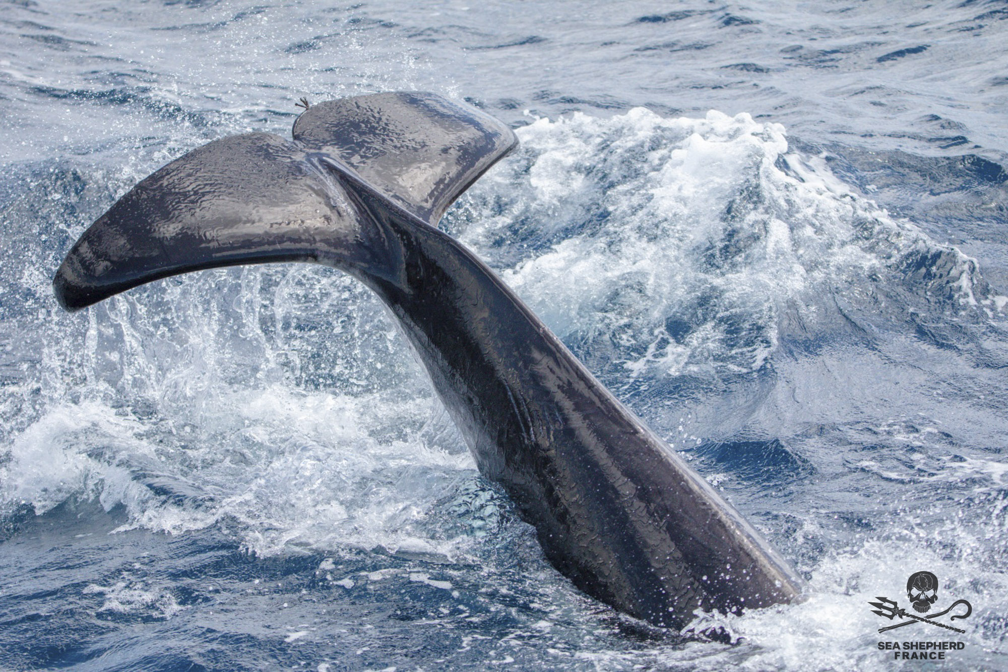 Save the Iberian Orcas Orques