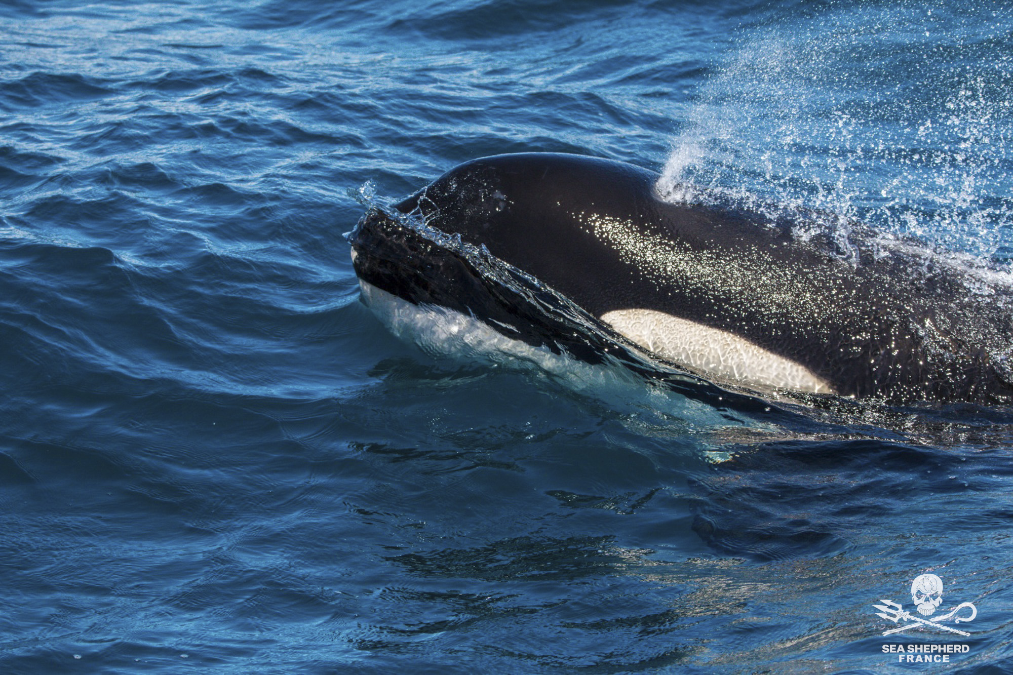 Save the Iberian Orcas Orques