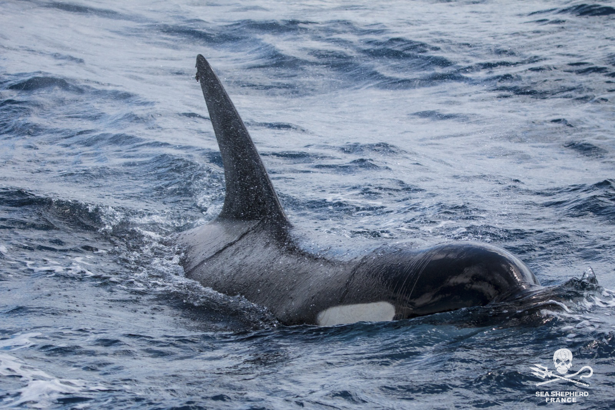 Save the Iberian Orcas Orques