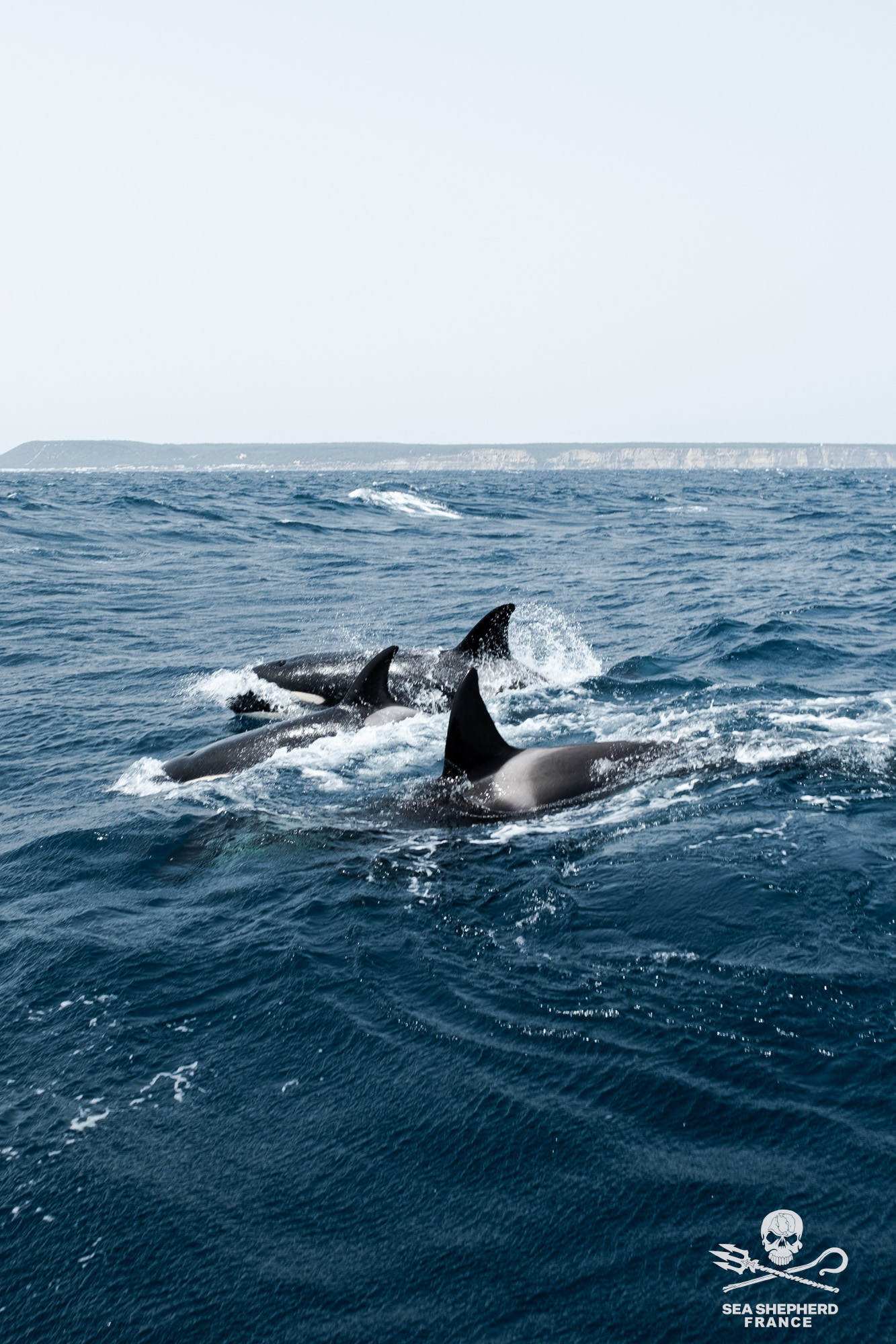 Save the Iberian Orcas Orques