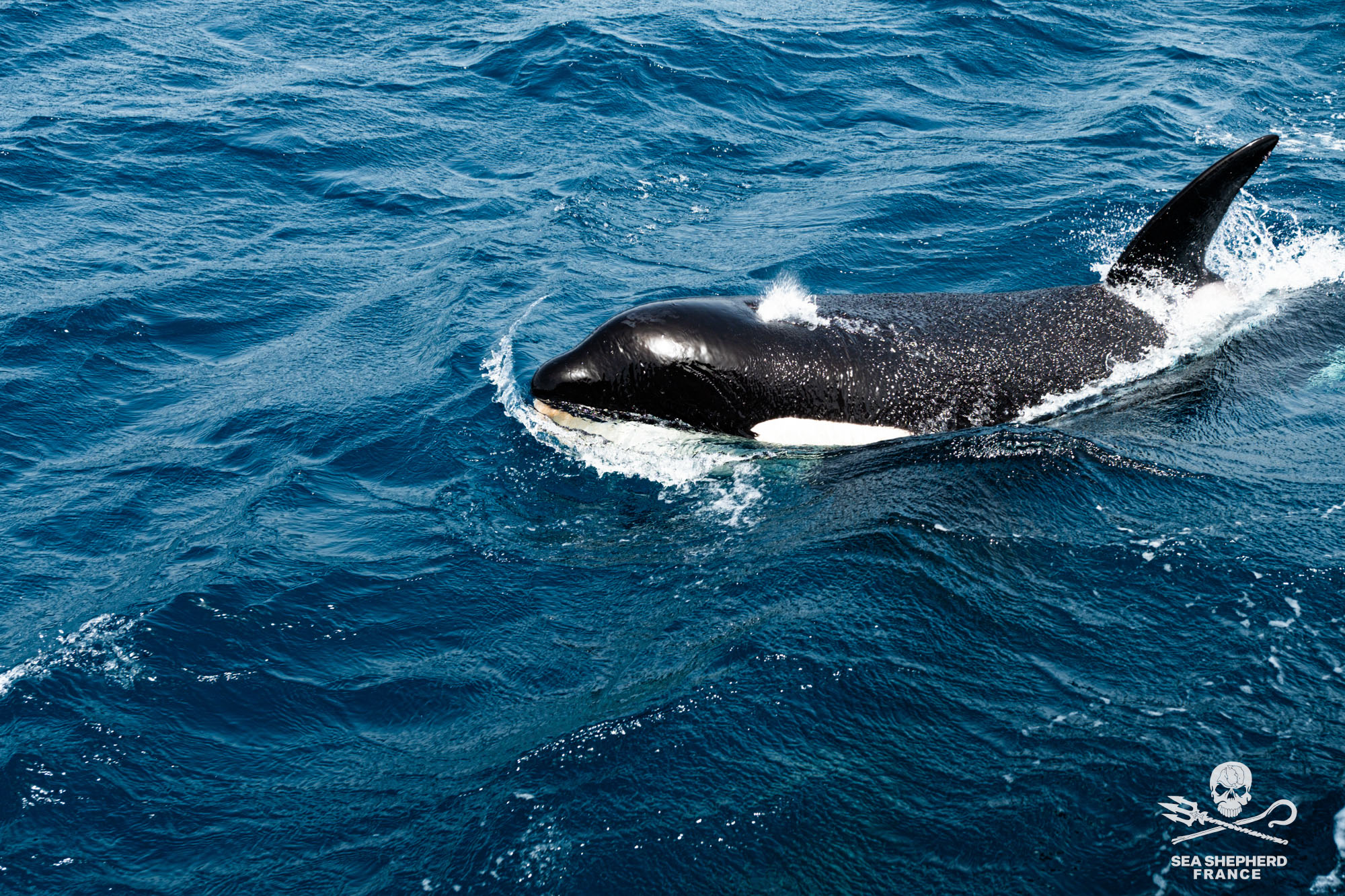 Save the Iberian Orcas Orques