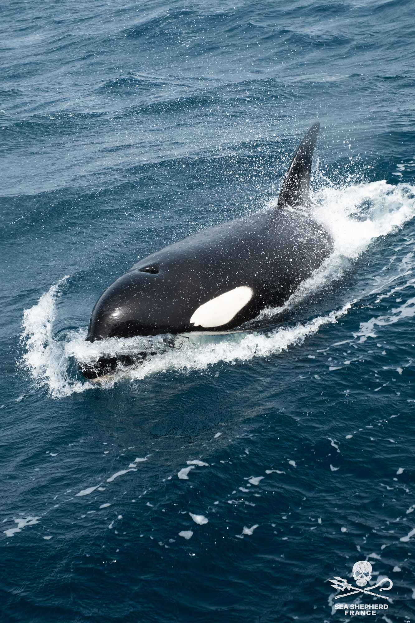 Save the Iberian Orcas Orques