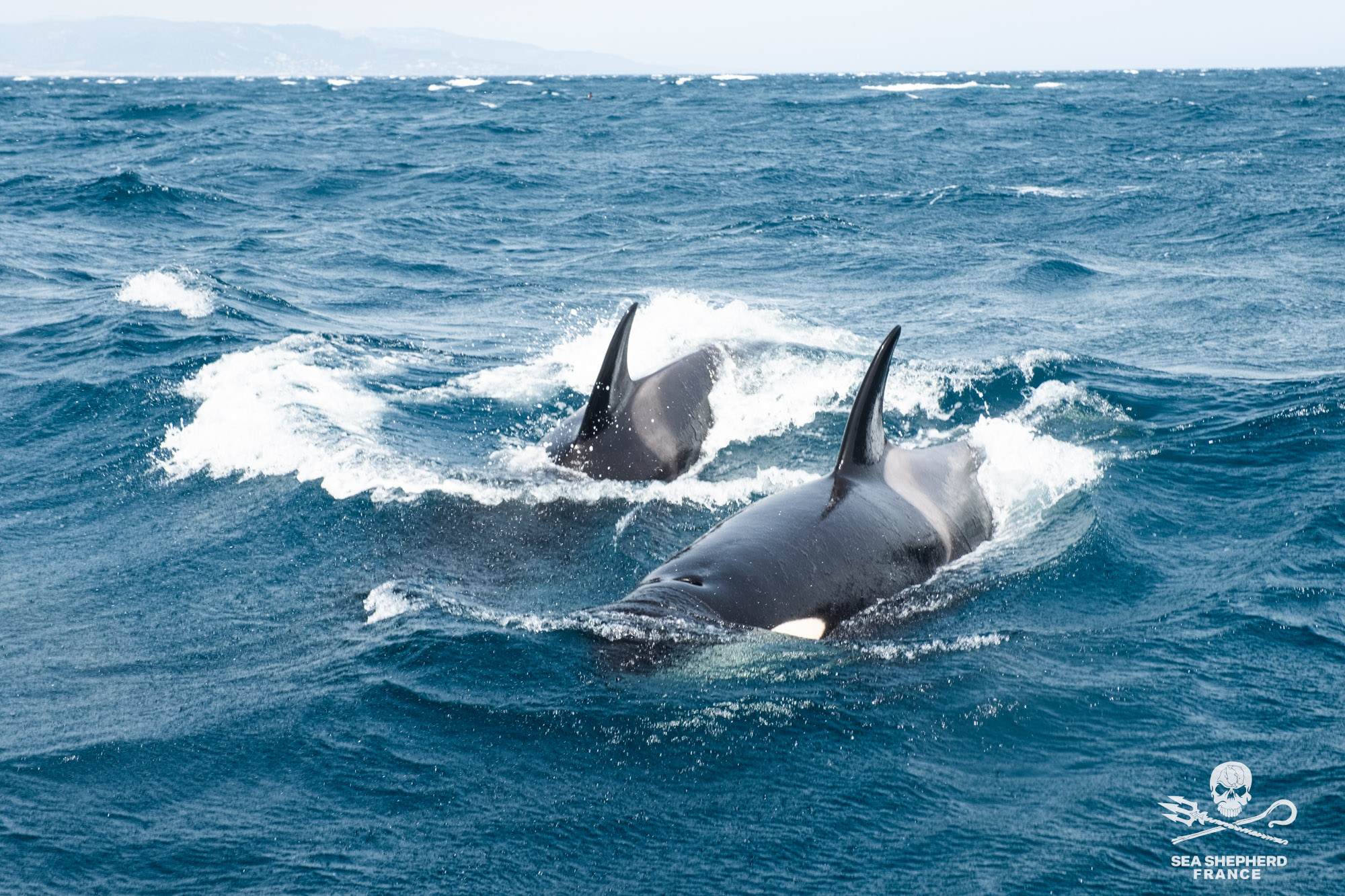 Save the Iberian Orcas Orques