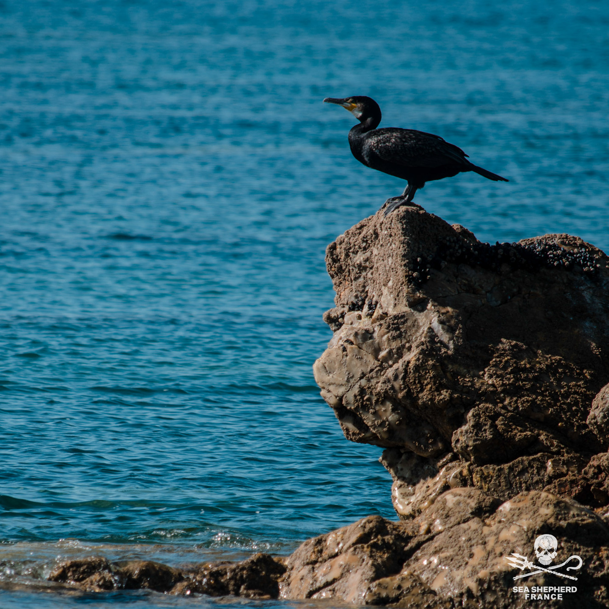 Loi d'orientation agricole LOA article