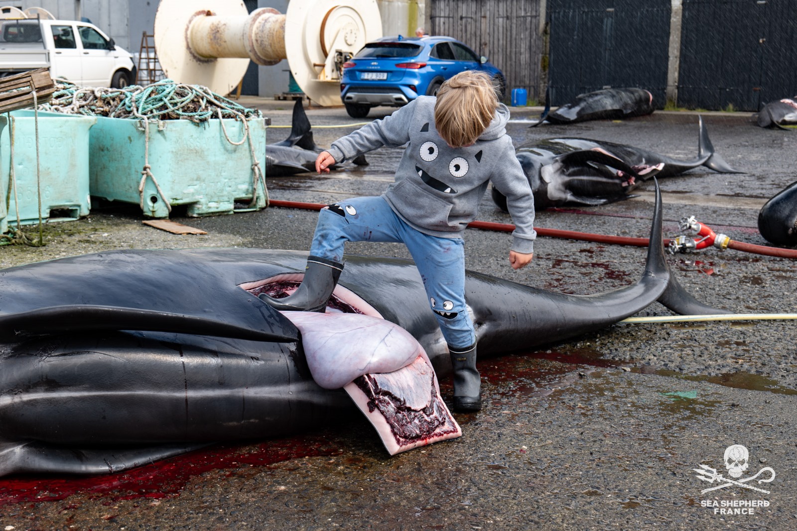 Feroe Grindstop globicéphale