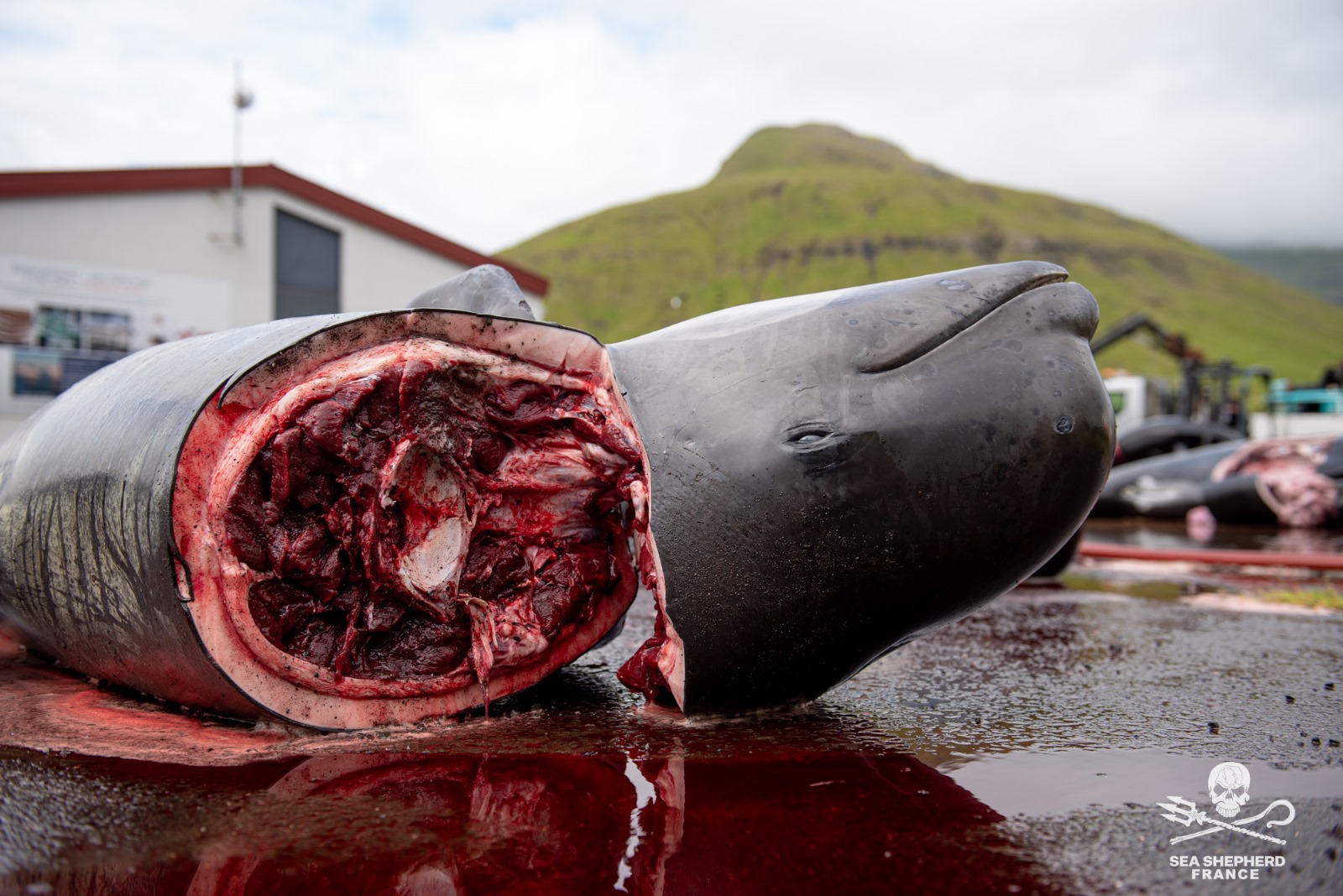 Feroe Grindstop globicéphale