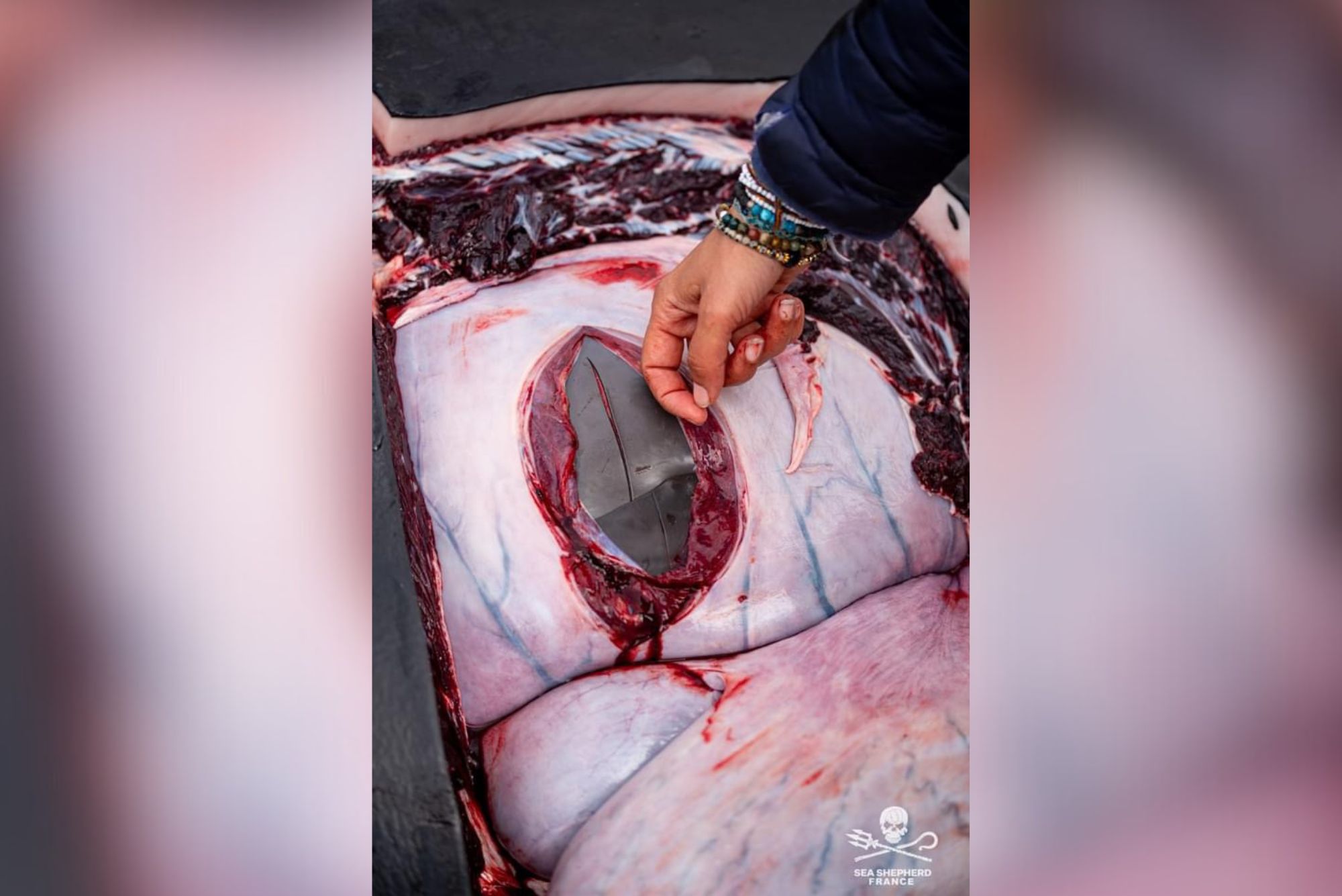 Feroe Grindstop globicéphale