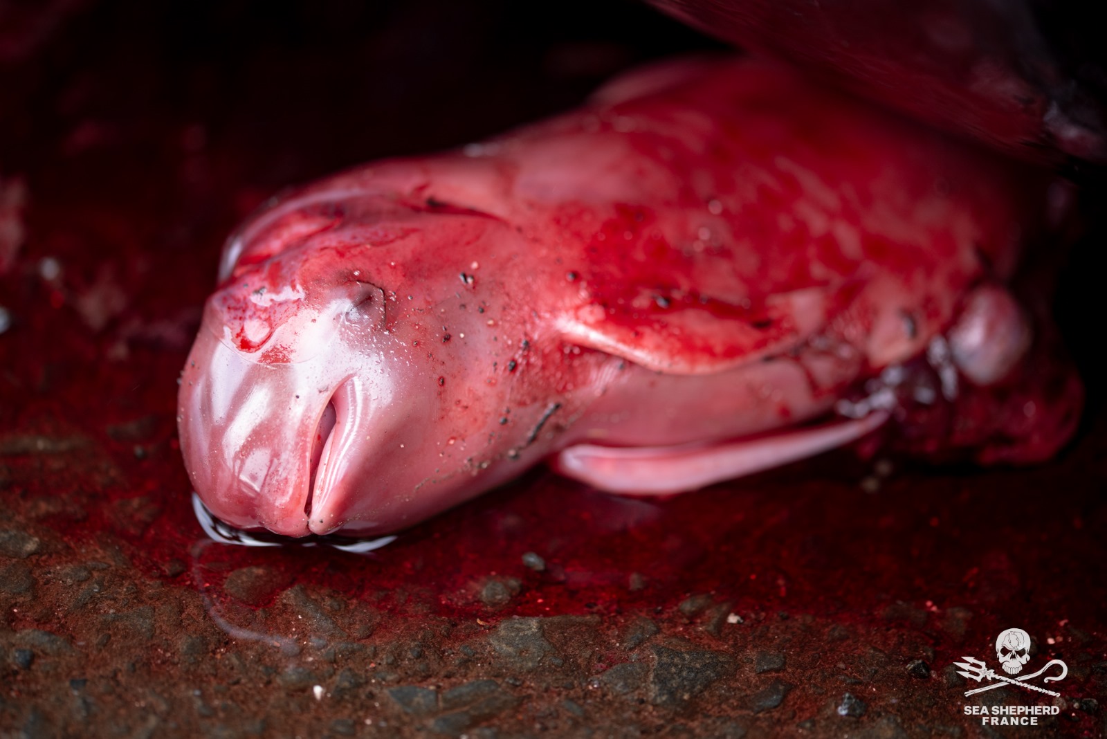 Feroe Grindstop globicéphale