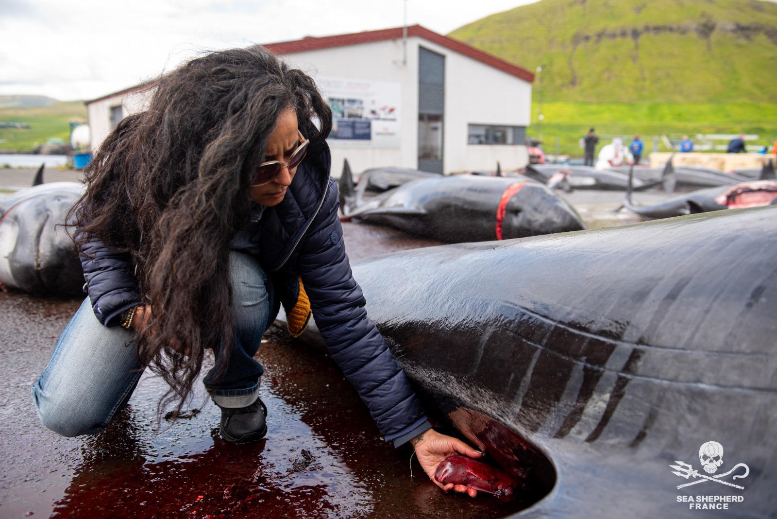 Feroe Grindstop globicéphale