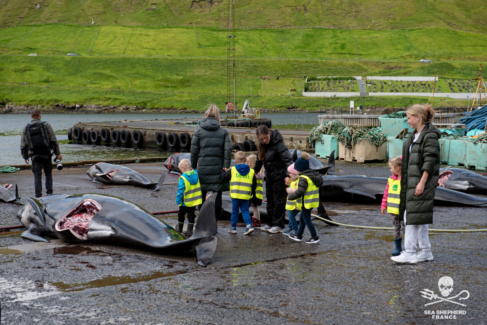 Feroe Grindstop globicéphale