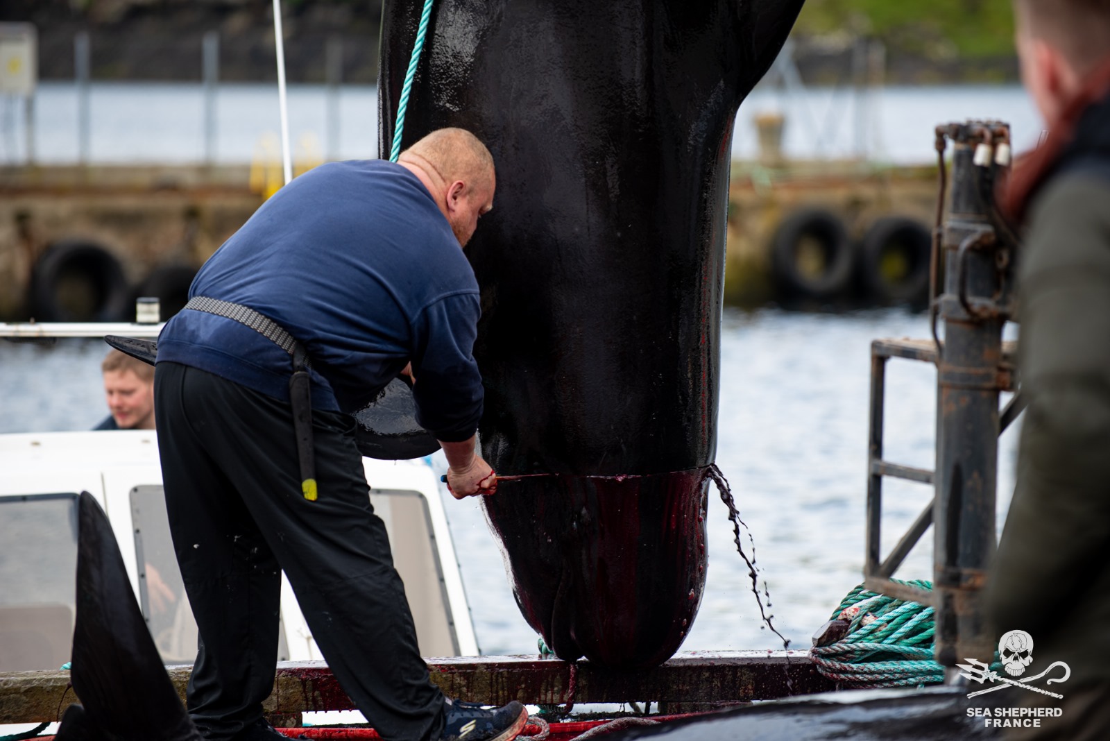 Feroe Grindstop globicéphale