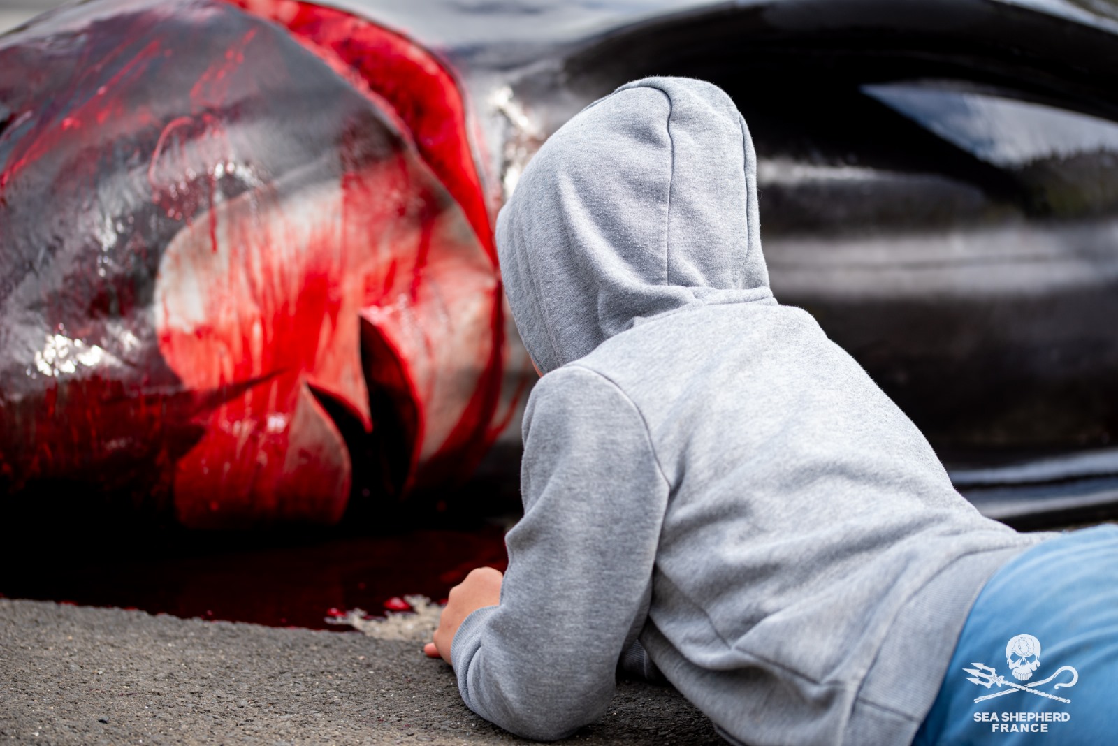 Feroe Grindstop globicéphale