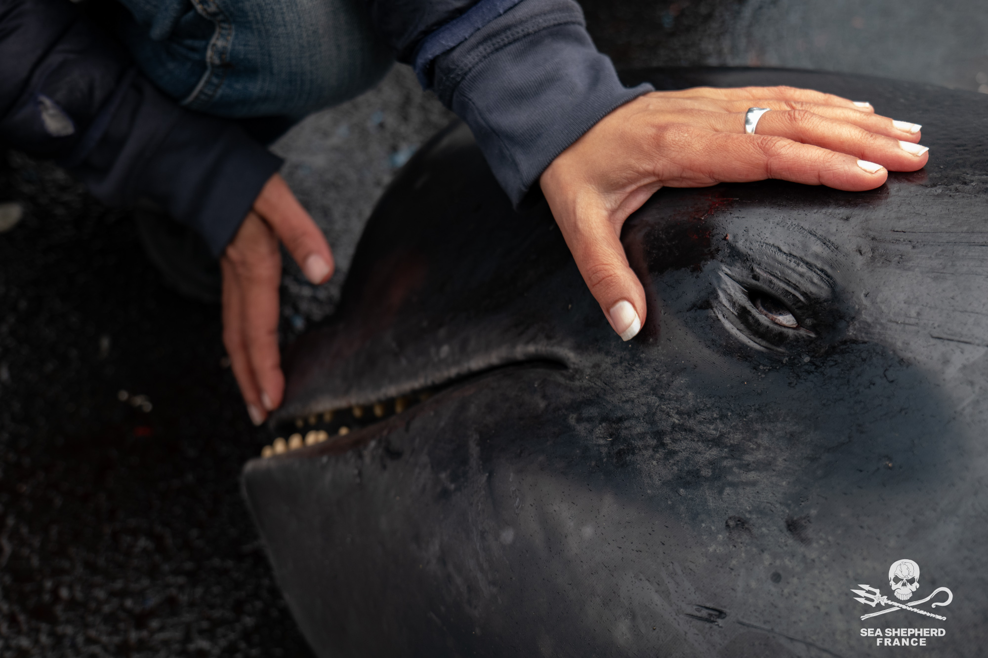 Feroe Grindstop globicéphale dauphins sang massacre